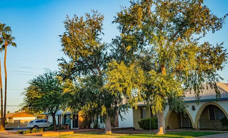 House Yard with Strong and Tall Trees in a Neighborhood Somewhere in Arizona