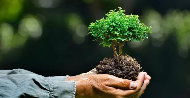 Grow Majestic Plants with Our Proper Tree Care Tips