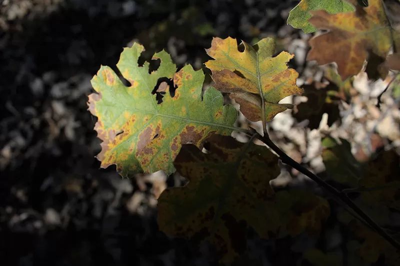 How to Treat a Sick Tree