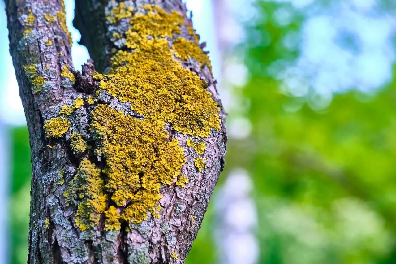 Tree Bark Fungal Disease