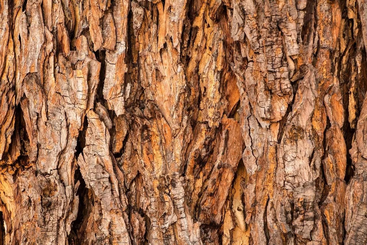 Find Out What Causes Bark to Fall Off Trees Here