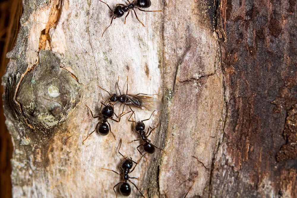 Can Ants Kill Tree 