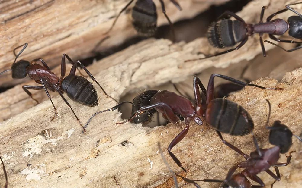 Carpenter Ants on Trunk