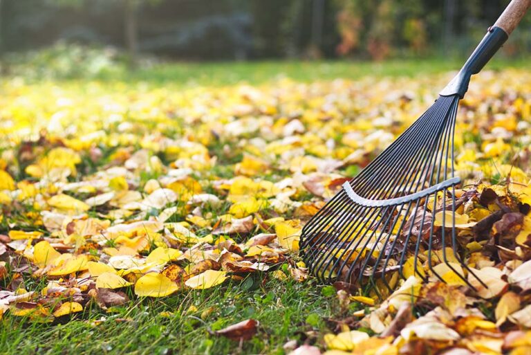 Best Way to Pick Up Leaves The Best Tips and Tools