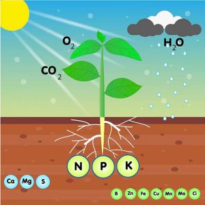 All Different Nutrients that a Plant Needs to Grow Strong