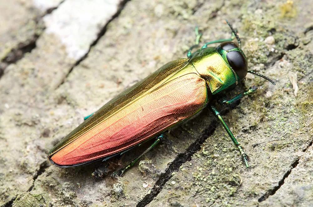 Emerald Ash Borer 