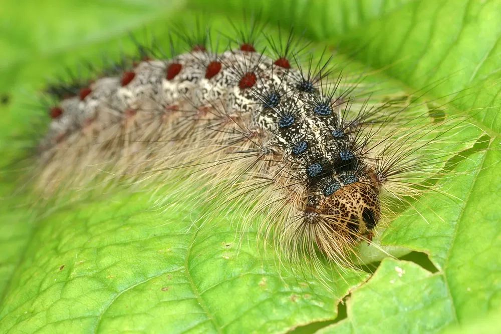 Gypsy Moth Tree Defoliating Bug