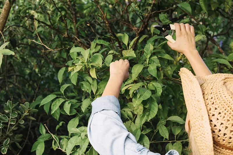 Properly Pruning Sick Trees for Tree Care