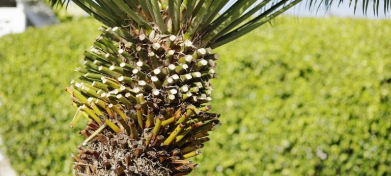 Learn How To Trim A Palm Tree In Four Simple Steps