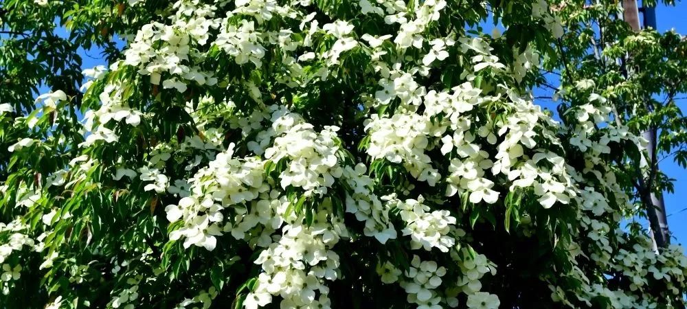 Reasons to Plant Kousa Dogwood