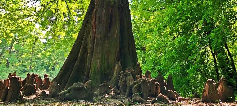 Bald Cypress Tree