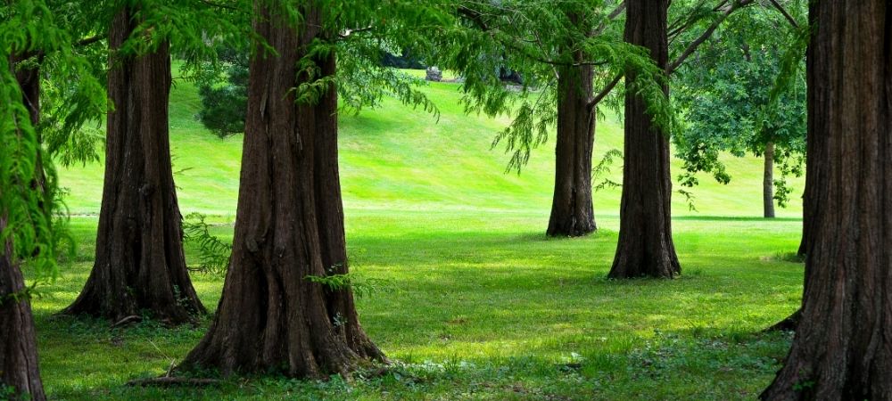 Dawn Redwood Tree