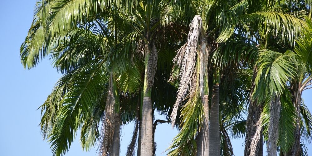 Fast Growing Palm Trees