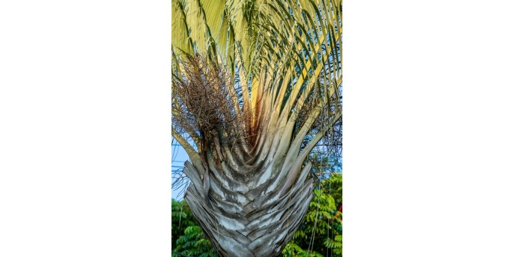 High Drought Tolerant Palm Trees