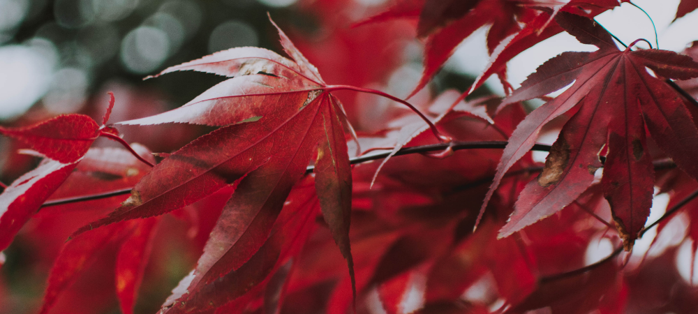 Red Maple Tree