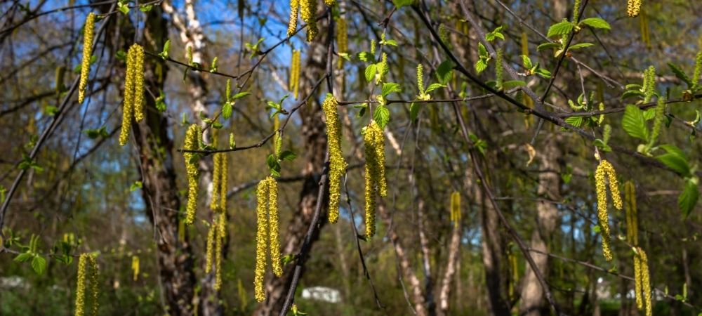 River Birch Tree