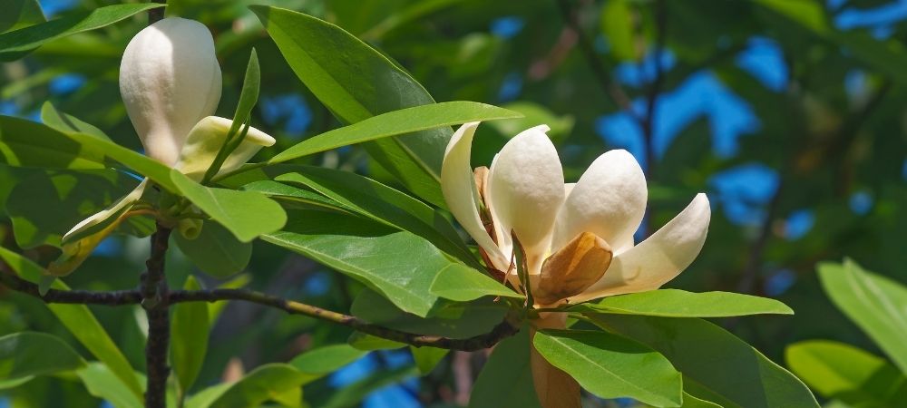 Sweetbay Magnolia Tree