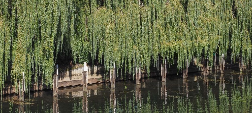 Weeping Willow Tree