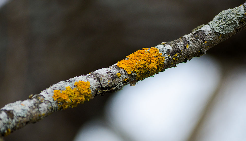 Can Lichen Spread