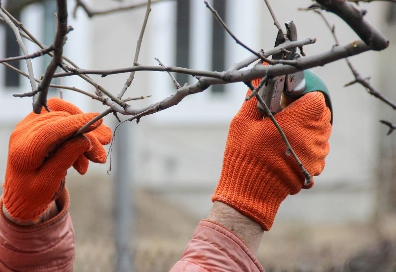 Perfect Tree Pruning Tools