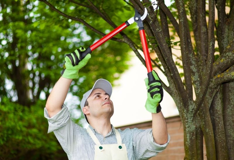 Top tree pruning tools