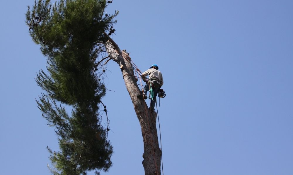 Discover how to negotiate tree removal services to get a better quote