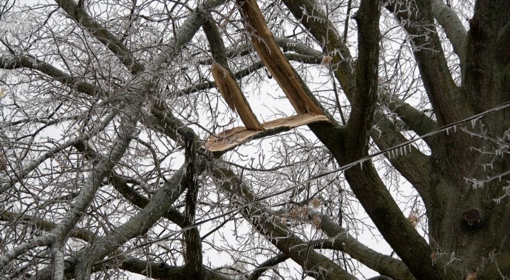 How do you get tree branches off power lines?