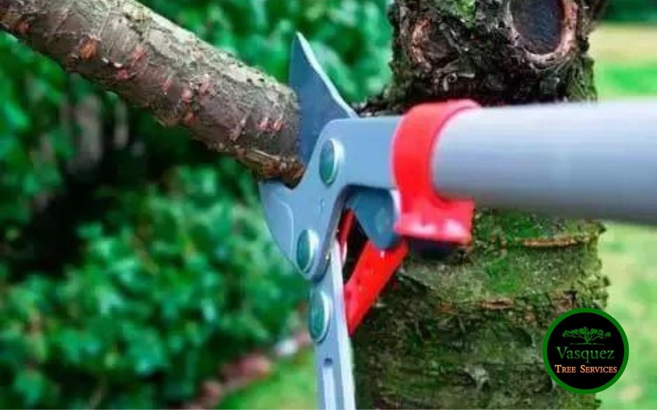 cut the branch of a tree until it breaks free for a properly trimming