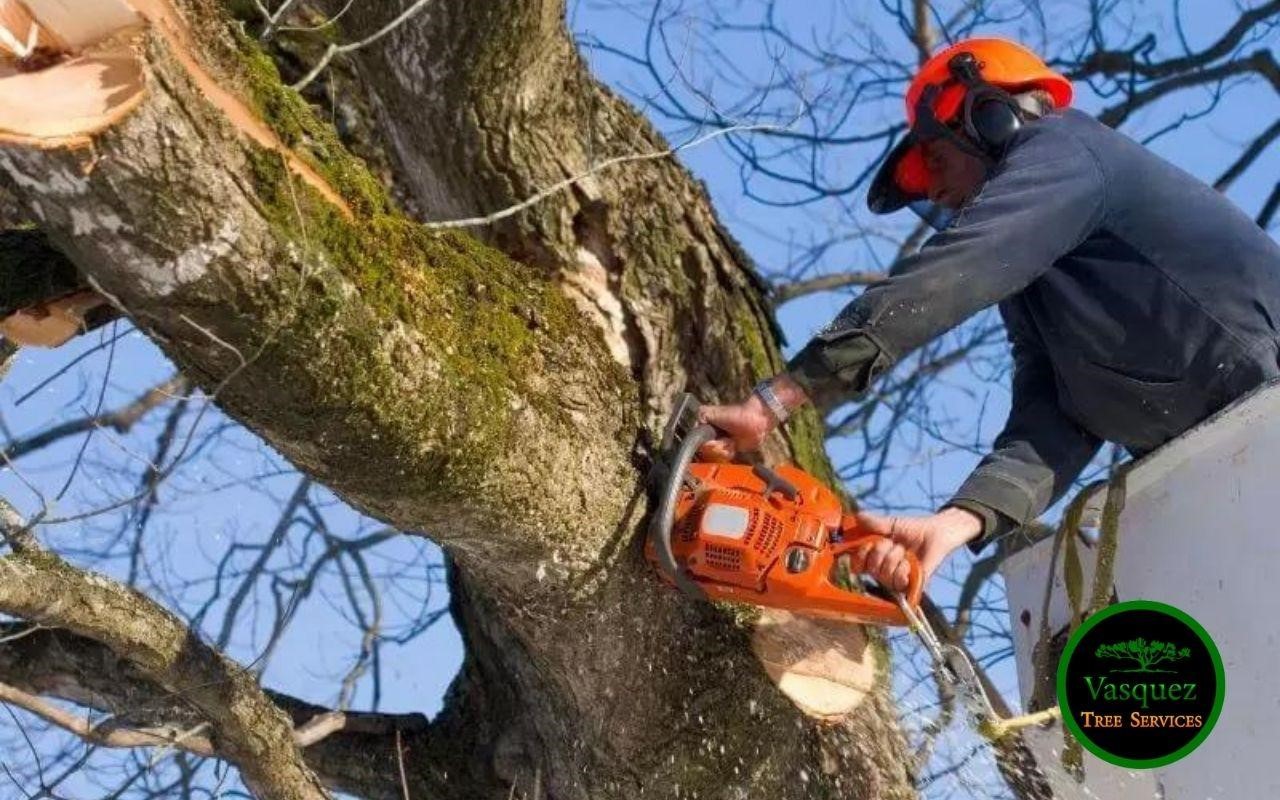 easy steps to trim a tree in a right way