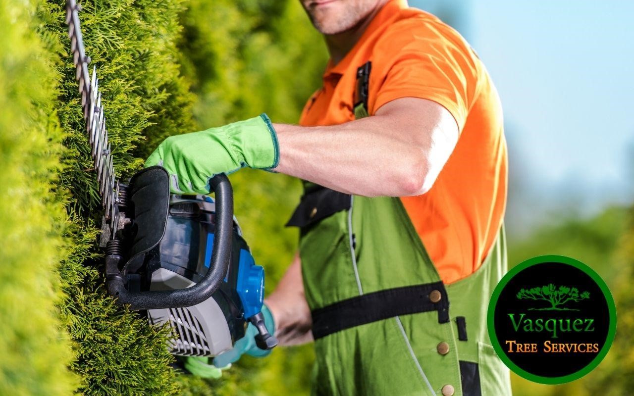 how to properly trim a tree