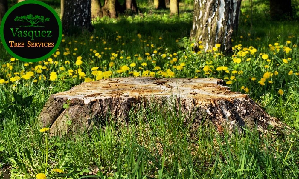 increase the space in your yard with stump grinding