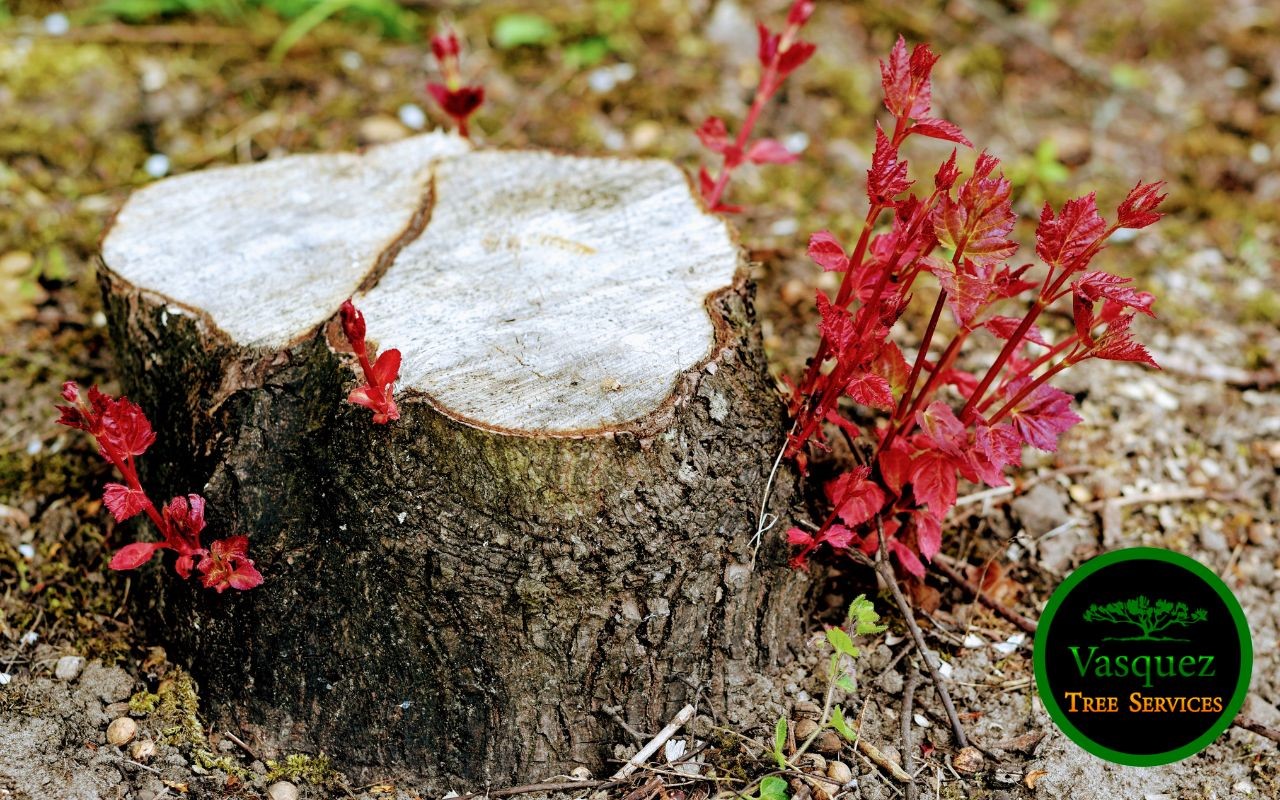 what is involved in tree stump removal