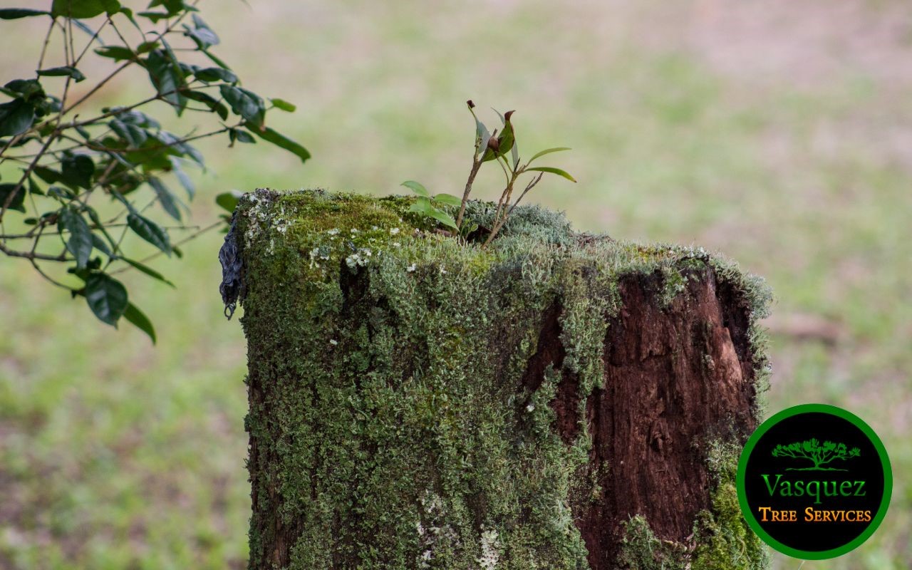 stump grinding prevents diseases