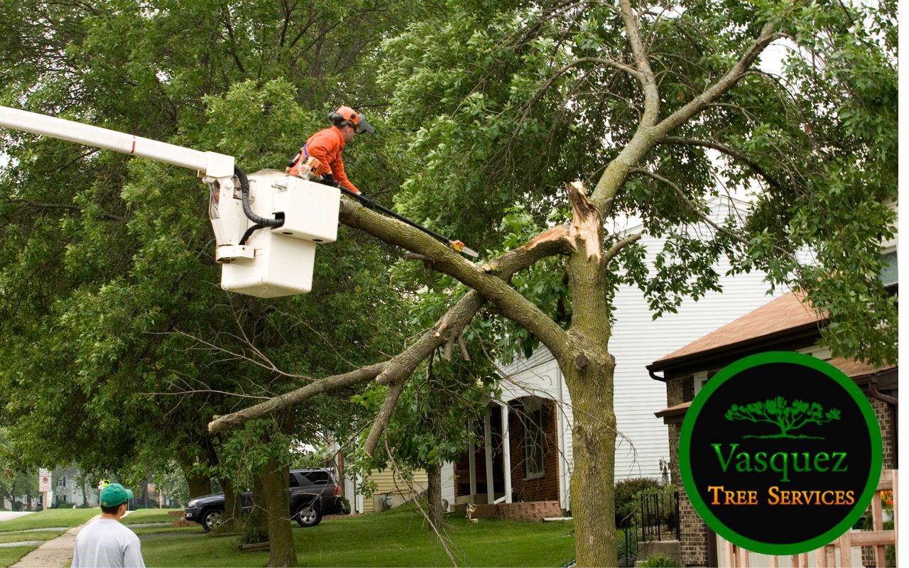 If a Neighbor's Tree falls on my Property, Who is Responsible for Removal?