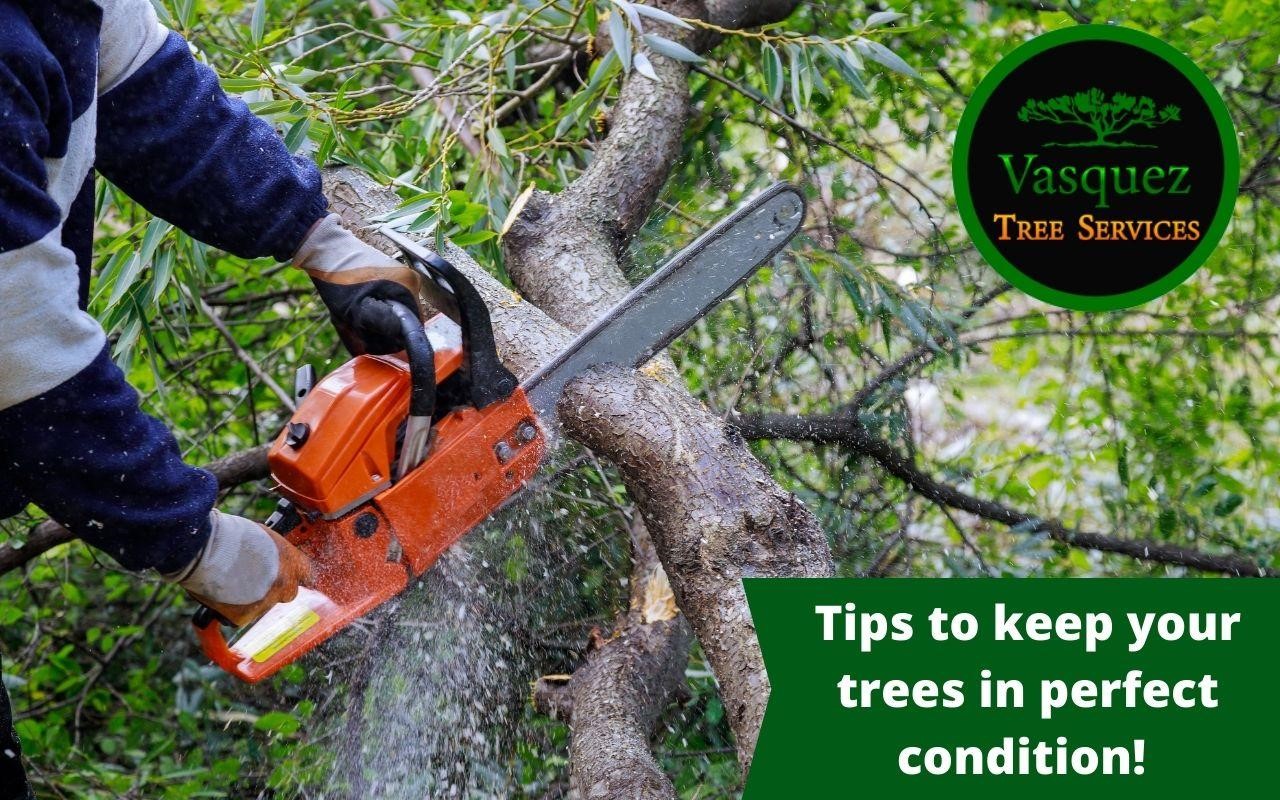 Tips to keep your trees in perfect condition!