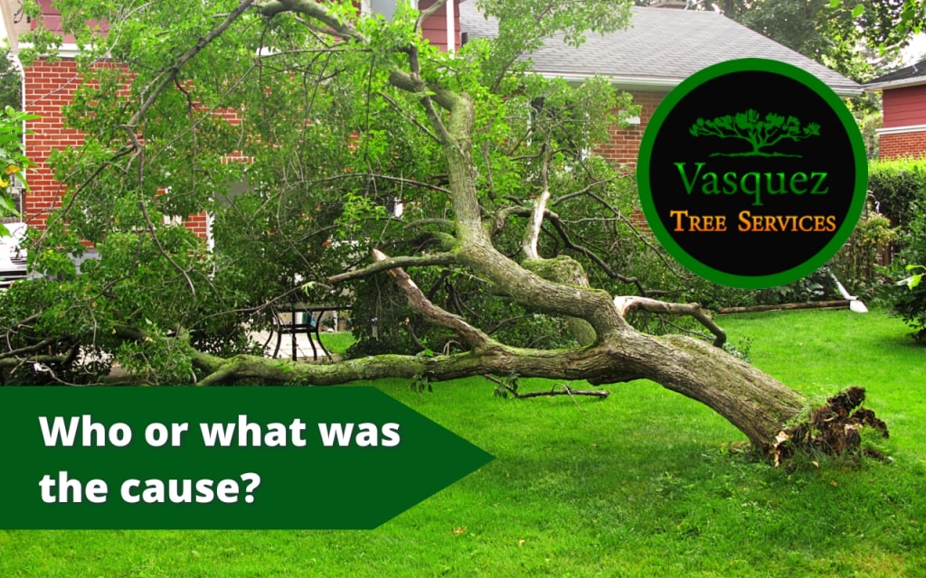 one of the essential factors is what caused the tree to fall