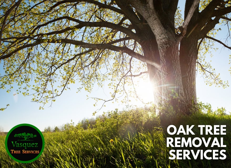 Oak Tree Removal Services