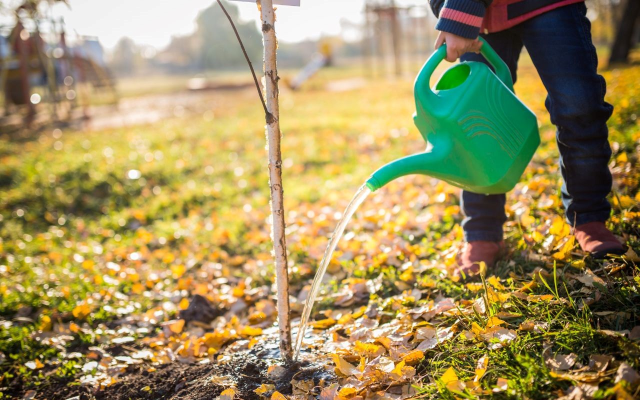 Why is it important to learn how to water trees properly?