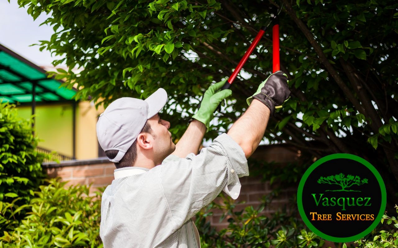 Professional Tree Service in Little Rock, AR