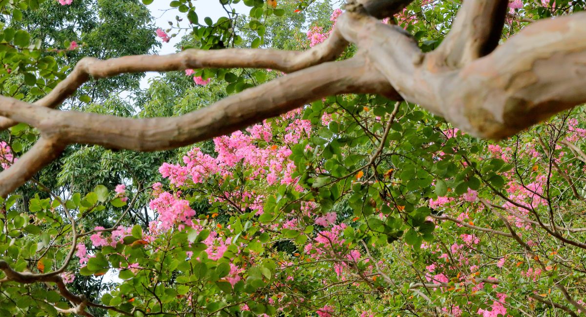 perfect time to time myrtle tree.