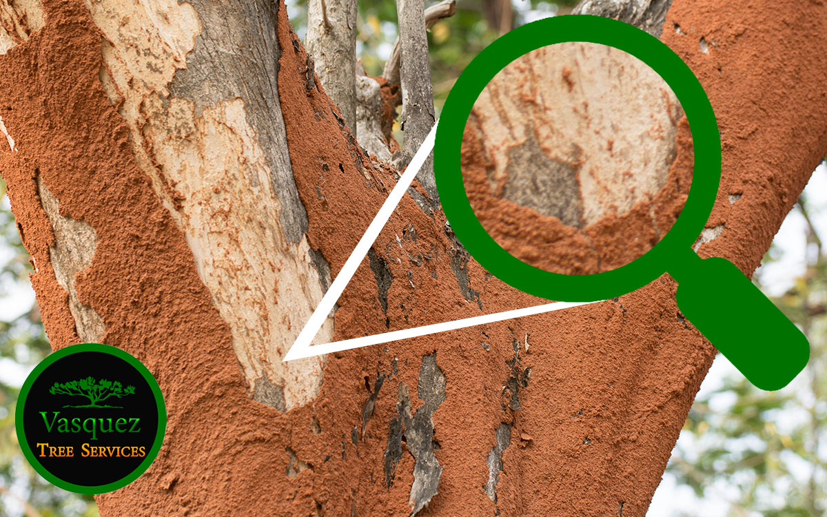 how to identify subterranean termites