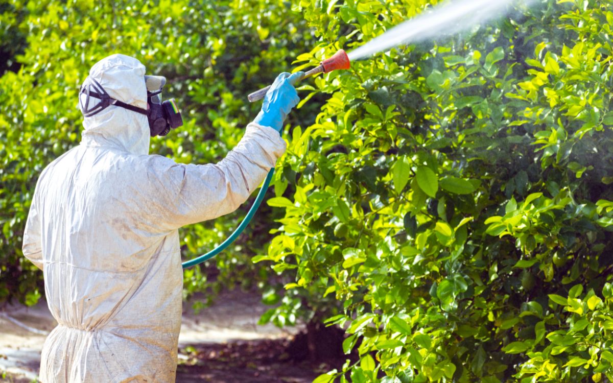 fumigation trees