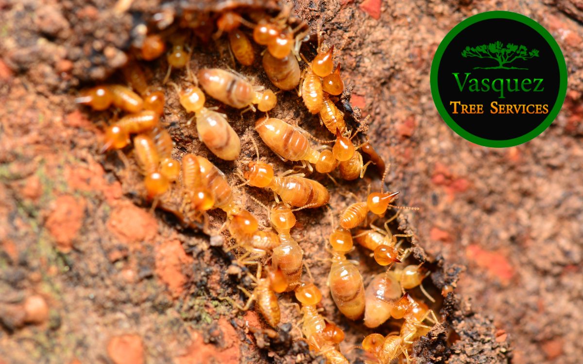 subterranean termites in tree