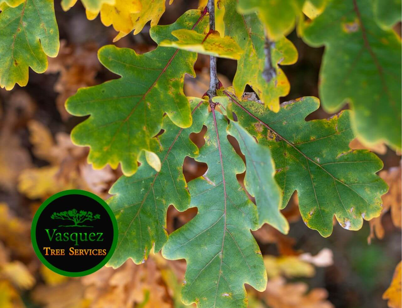  Oak trees, known for their stately presence, are vulnerable to oak wil