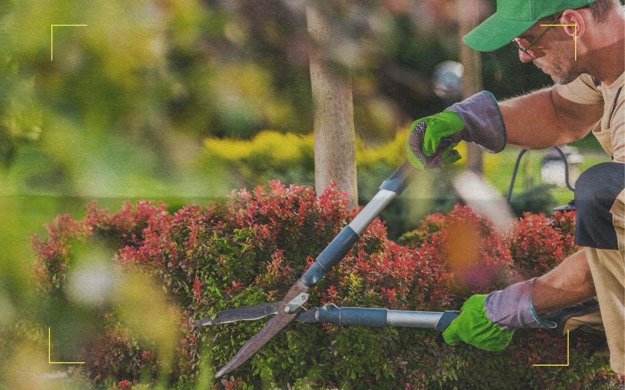 How to choose tree services