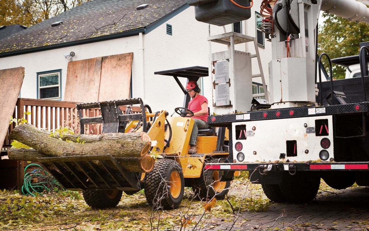 Arizona tree pruning experts in action.