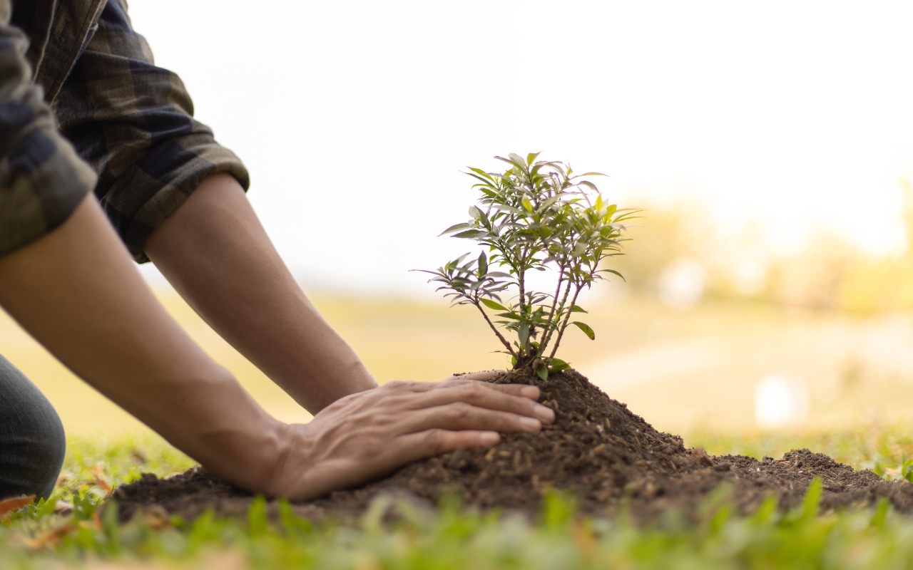 Optimal spring planting times for tree growth