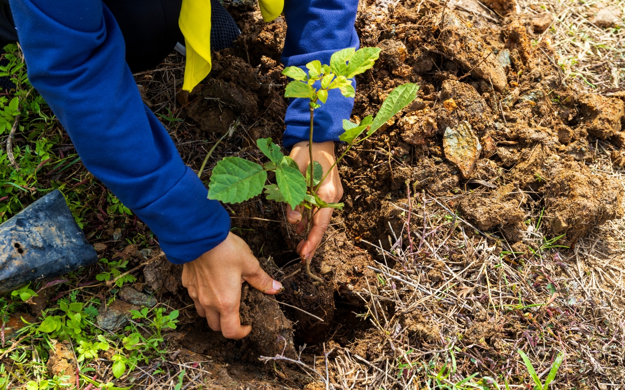 Essential steps for planting trees successfully