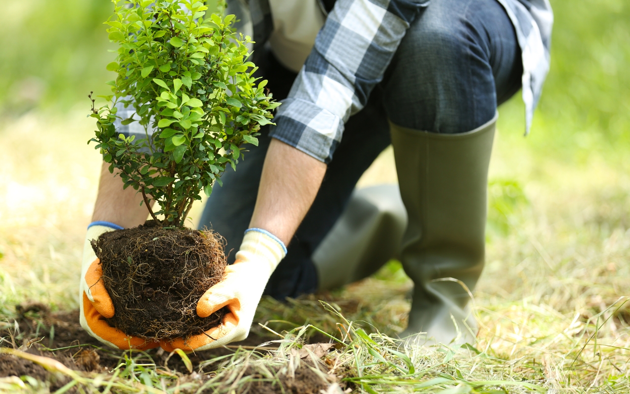 Guide to fall planting for tree health