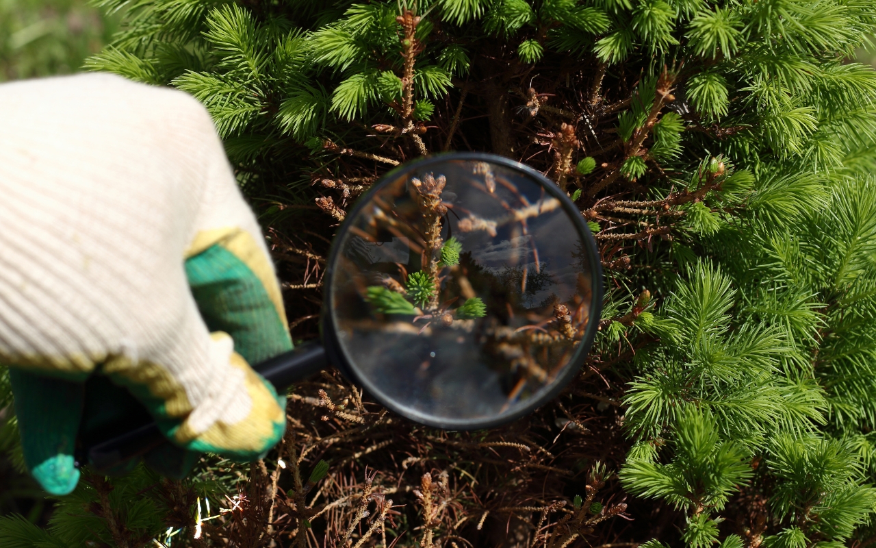 Regular tree health inspection to identify early signs of disease or damage.